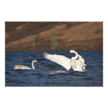 Windswept swans print photo art