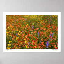 Windy Field of Texas Wildflowers