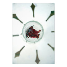 Wine glass with flower petals inside photo print