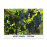Wine grapes postcard