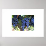 Wine Grapes Print