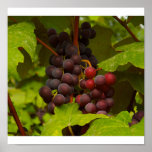 Wine grapes posters