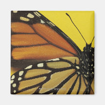 Wing of a butterfly fridge magnet