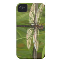 Wings of Colour Dragonfly iPhone 4 Case
