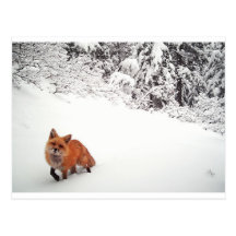 Winking Fox Post Card