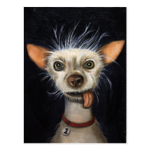 Winner of the Ugly Dog Contest 2011 Post Card