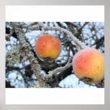 Winter Apples Poster