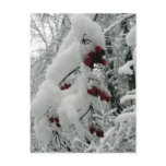 Winter Berries Postcard