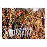 Winter Berry Notecards