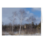 Winter Birches Greeting Cards