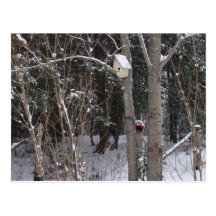 Winter Bird House Postcard