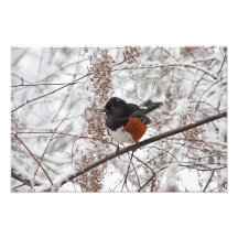 Winter Bird in the Snow Photograph