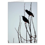 Winter Birds Card