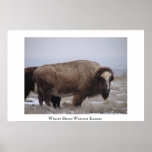 Winter Bison-Western Kansas Poster