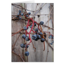 winter blueberries greeting card