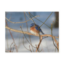 Winter Bluebird Nature Animal Photo Postcard
