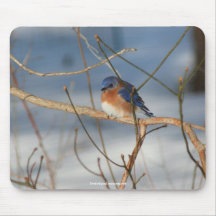Winter Bluebird Wildlife Nature Photo Mousepad