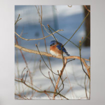 Winter Bluebird Wildlife Nature Photography Poster