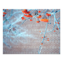 Winter Branch Photographic Print