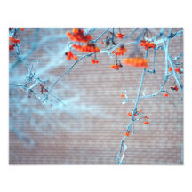 Winter Branch Photographic Print