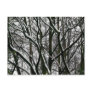 Winter Branches Postcards