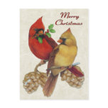Winter Cardinals