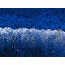 Winter Cut Out