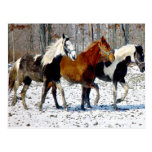 Winter Delight Postcard