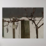 Winter Grapes Posters