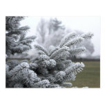 WINTER GREETINGS POST CARD