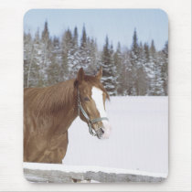 Winter Horse