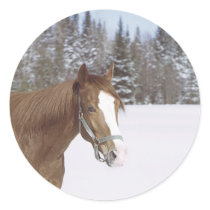 Winter Horse