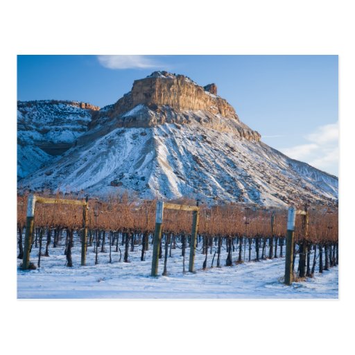 Winter in Colorado Wine Country Postcard