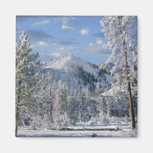 Winter in Yellowstone National Park, Wyoming Magnet