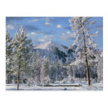 Winter in Yellowstone National Park, Wyoming Post Card