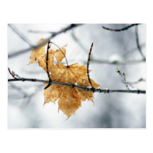 Winter Leaves Postcards