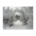 Winter Magic Postcard