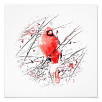 WINTER MALE CARDINAL PHOTOGRAPH