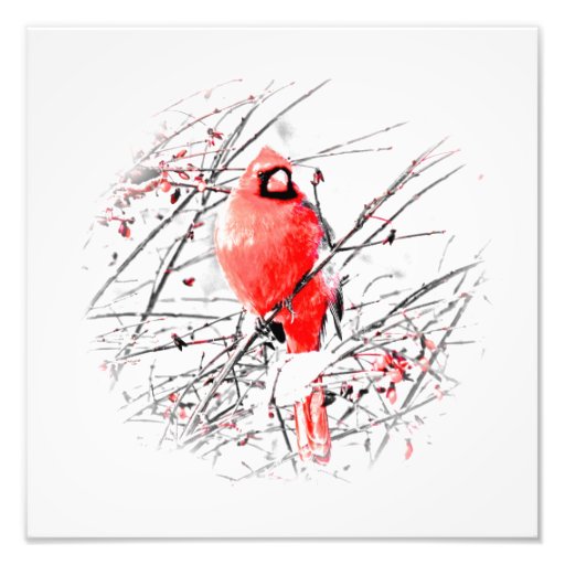 WINTER MALE CARDINAL PHOTOGRAPH