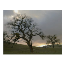 Winter Oaks with Mistletoe Post Cards