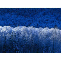 Winter Cut Out