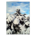 Winter Pine cards