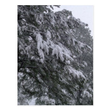 Winter Pine Postcard