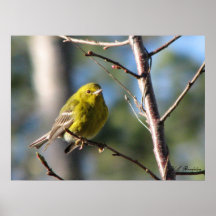 Winter Pine Warbler Posters