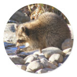 Winter Raccoon ~ sticker