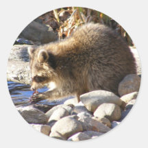 Winter Raccoon ~ sticker