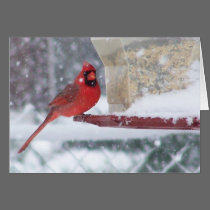 Winter Red Bird Card cards