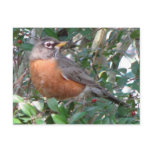 Winter Robin Postcard
