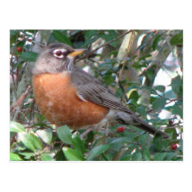 Winter Robin Postcard