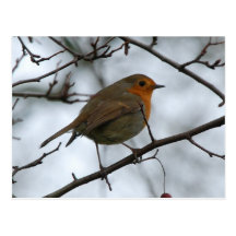 Winter Robin Postcards